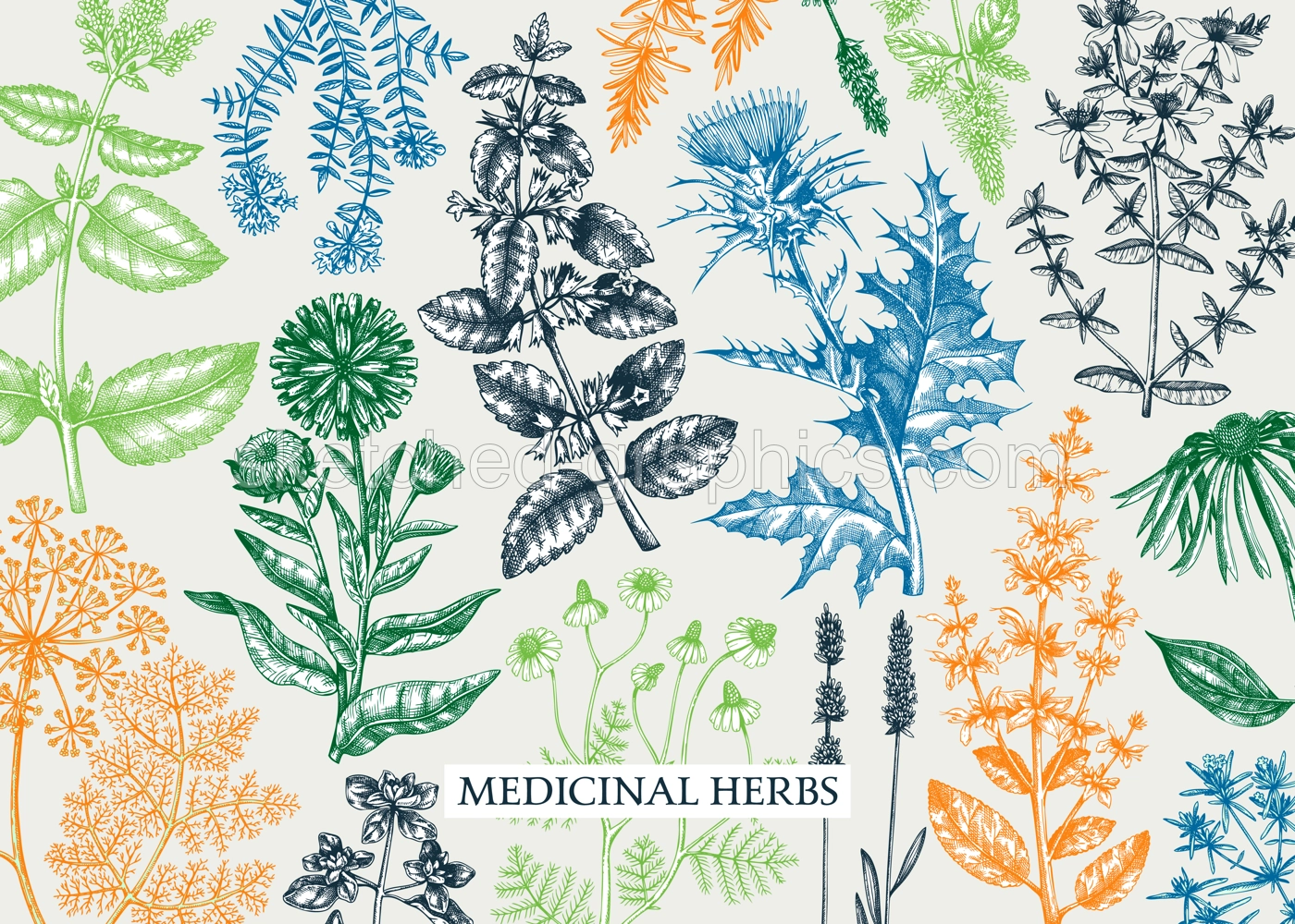 Herbal Tea Background in Vintage Color Illustration